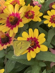 Colias