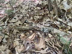 Jackrogersella multiformis