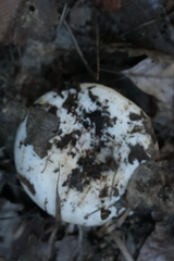 Russula delica