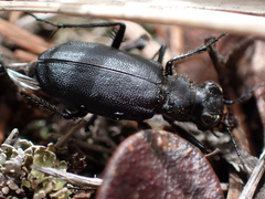 Cicindela longilabris