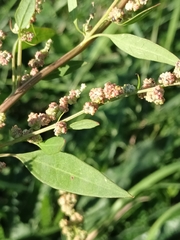 Chenopodium betaceum