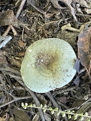 Virescentinae