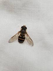 Syrphus opinator