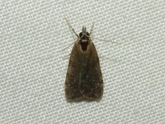 Scoparia