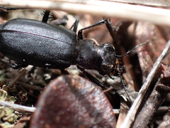 Cicindela longilabris