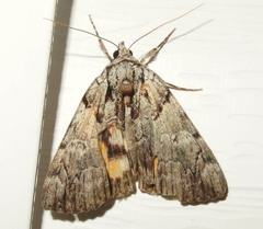 Catocala praeclara