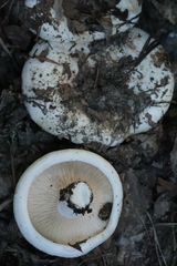Russula delica