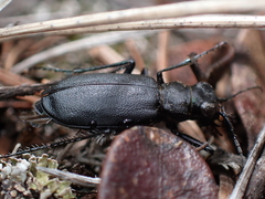 Cicindela longilabris
