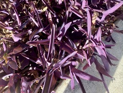 Tradescantia pallida