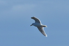 Larus argentatus × hyperboreus