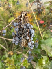 Chlorochroa