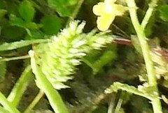 Hordeum murinum leporinum