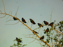 Lamprotornis pulcher