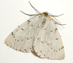 Cingilia catenaria