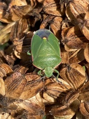 Chlorochroa