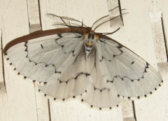 Cingilia catenaria