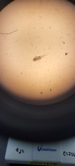 Copepoda