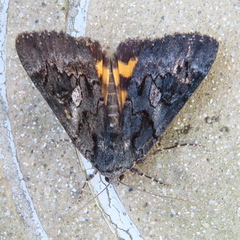 Catocala antinympha