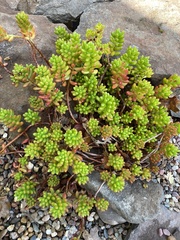 Sedum × rubrotinctum