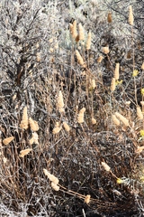 Agastache occidentalis