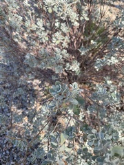 Leucophyllum frutescens