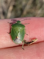 Chlorochroa