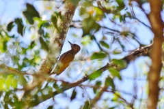 Dryobates passerinus