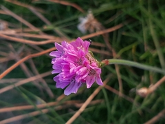 Armeria maritima