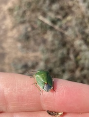 Chlorochroa