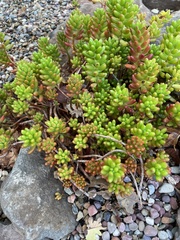 Sedum × rubrotinctum