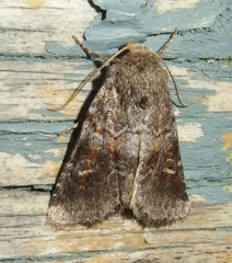 Oligia minuscula