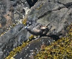 Histrionicus histrionicus