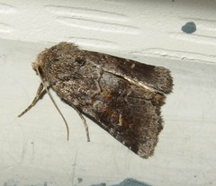 Oligia minuscula