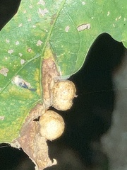 Callirhytis quercusfutilis