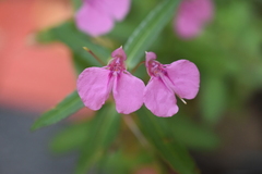 Impatiens chinensis