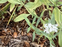 Centranthus ruber