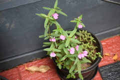Impatiens chinensis
