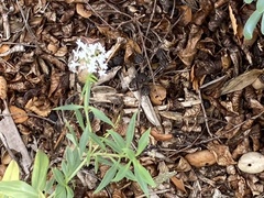 Centranthus ruber