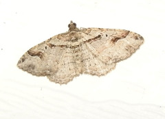 Costaconvexa centrostrigaria