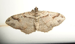 Costaconvexa centrostrigaria