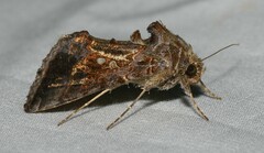 Chrysodeixis includens