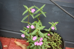 Impatiens chinensis