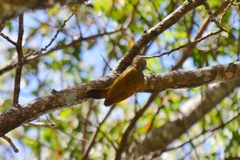 Dryobates passerinus