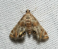 Petrophila fulicalis