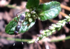 Taeniaptera trivittata