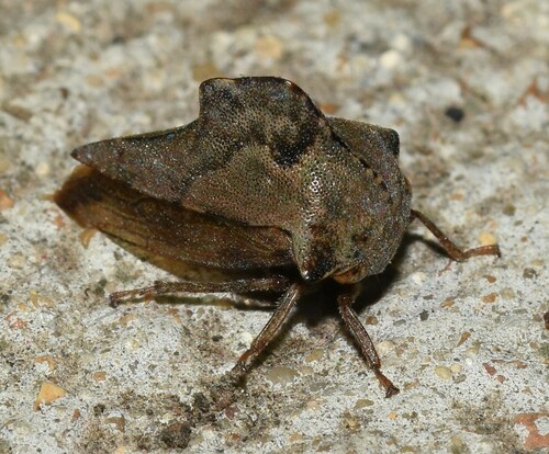 Virginia Creeper Treehopper photo 3