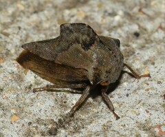 Telamona ampelopsidis