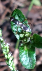 Taeniaptera trivittata