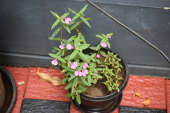 Impatiens chinensis