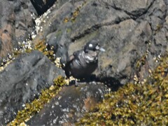 Histrionicus histrionicus